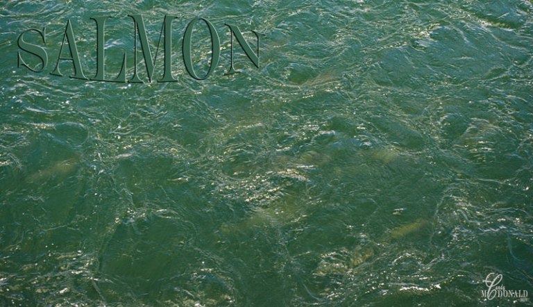 Salmon-approaching-fish-ladder-entrance