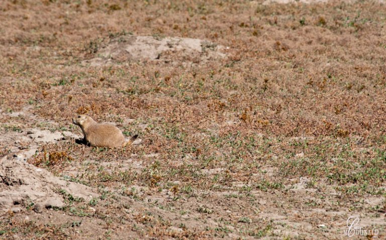 prairie-dog