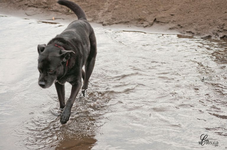 sadie-testing-the-waters-of-the-yellowstone-river