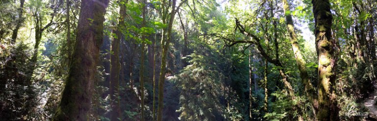 woods-pano