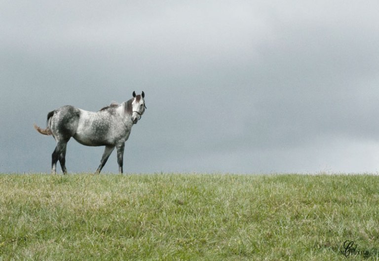 gray-horse-muted