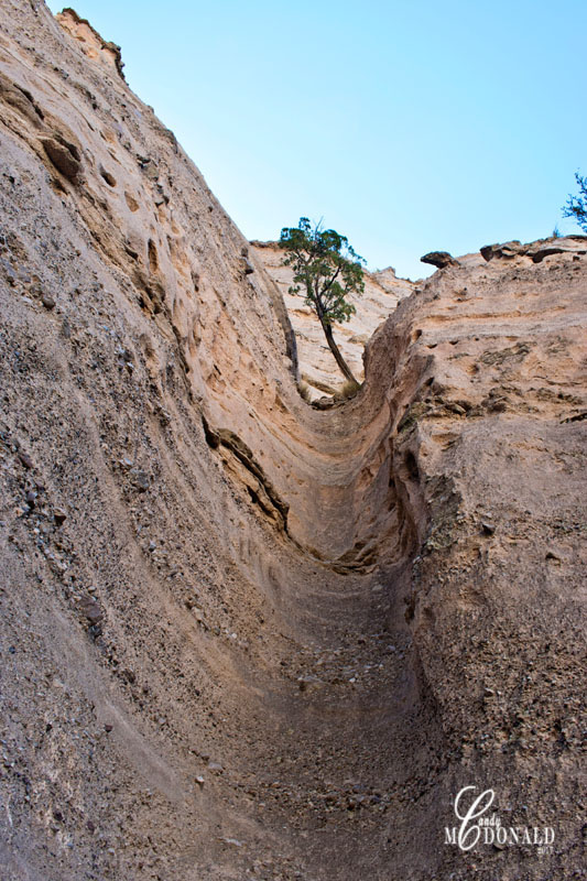 Pine growing in harsh conditions 2