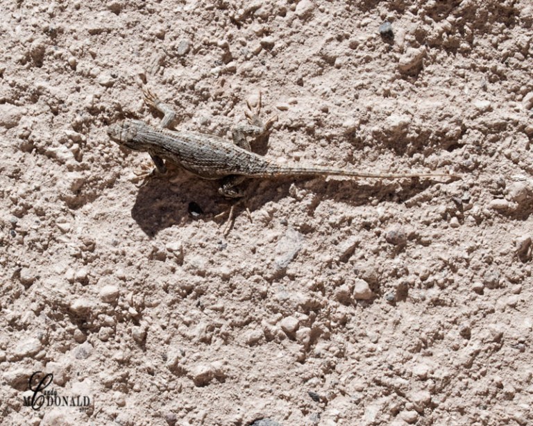 So glad it wasn't a snake