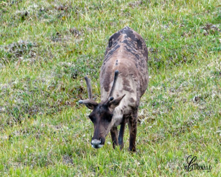 Caribou crop DSC_0038