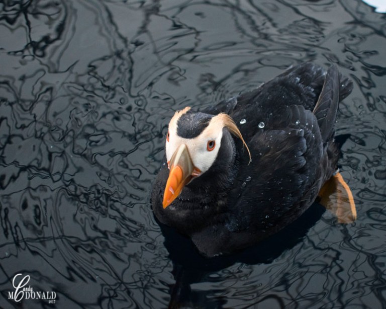 Puffin crop DSC_0061