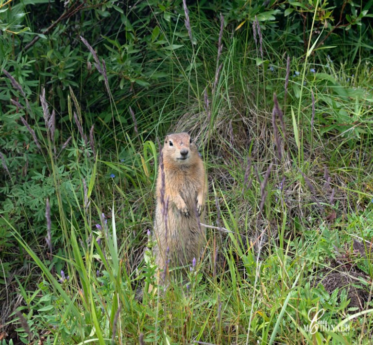 Tundra tour DSC_0212