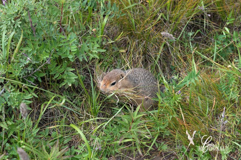 Tundra tour DSC_0220