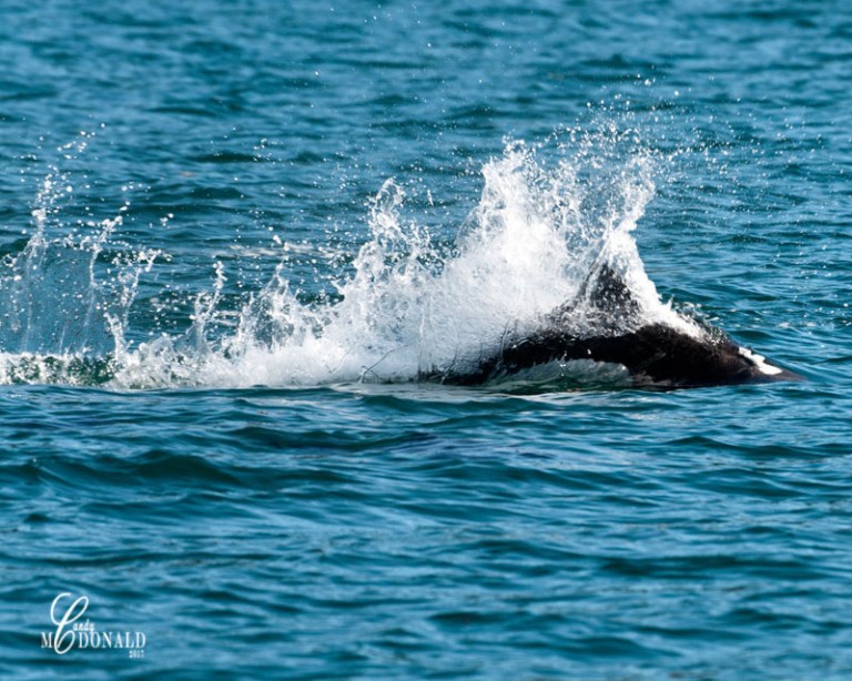 Dall porpoise 8x10 crop DSC_0169.jpg