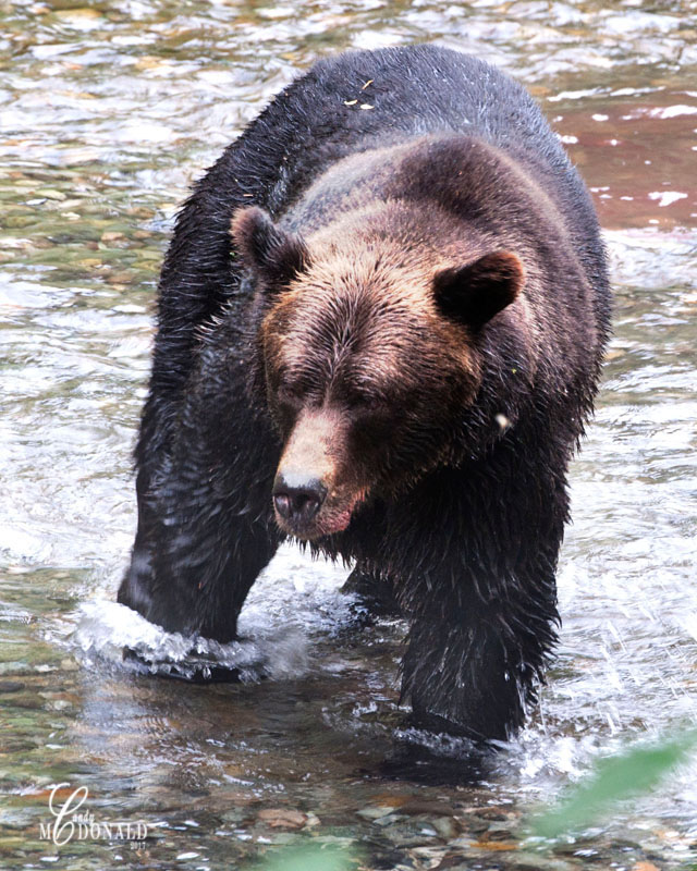 Grizzly 8x10 DSC_0067