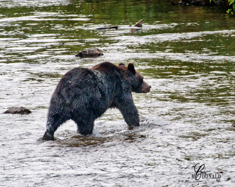 Grizzly 8x10 DSC_0083