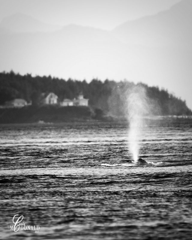 Whale 8x10 crop bw DSC_0305