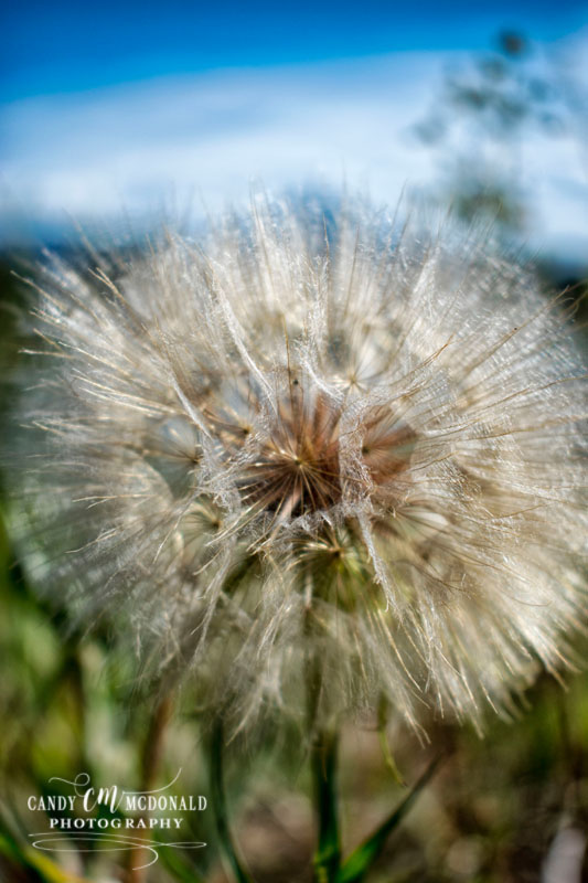Dandelion DSC_0007