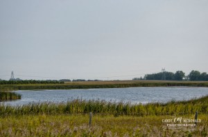 Prairie pothole DSC_0011