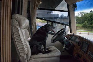 Black dog sitting in driver’s seat at gas station