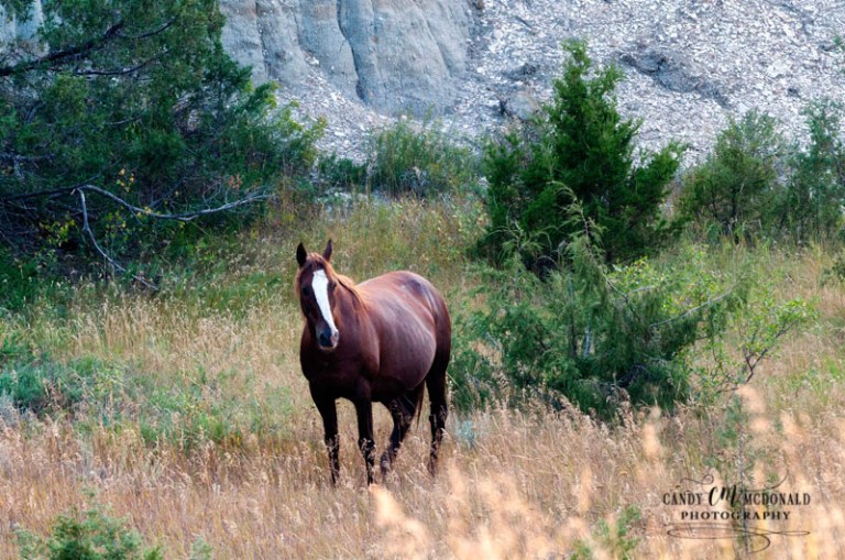 Wild horse lovely and ethereal DSC_0035