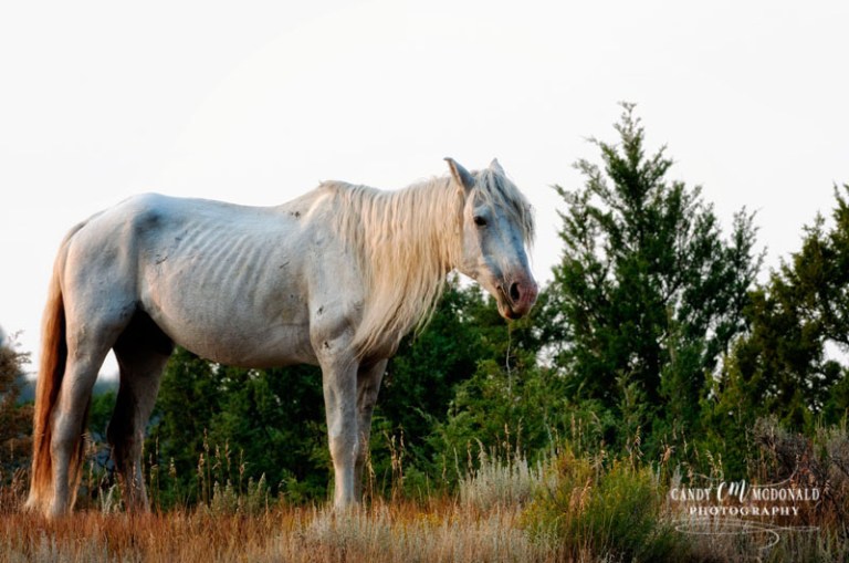 Wild stallion lovely and ethereal DSC_0029