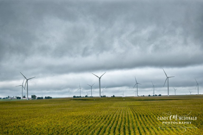 Wind turbines and corn DSC_0005