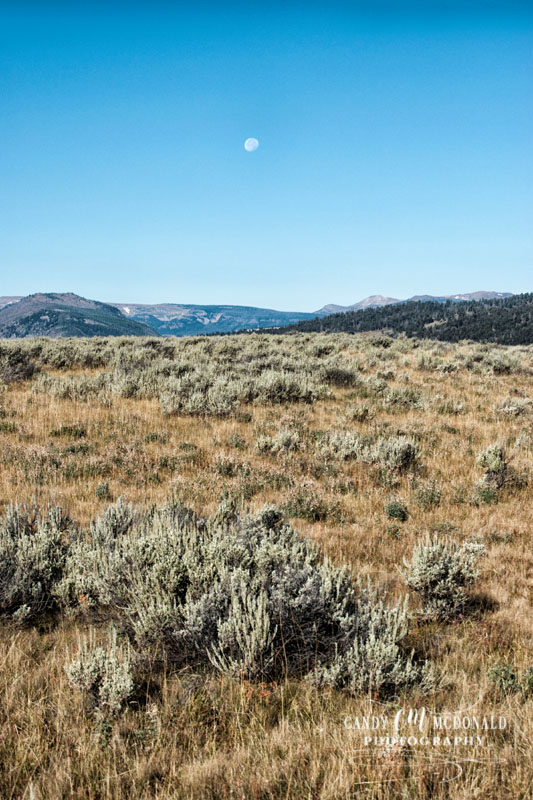 Yellowstone DSC_0016