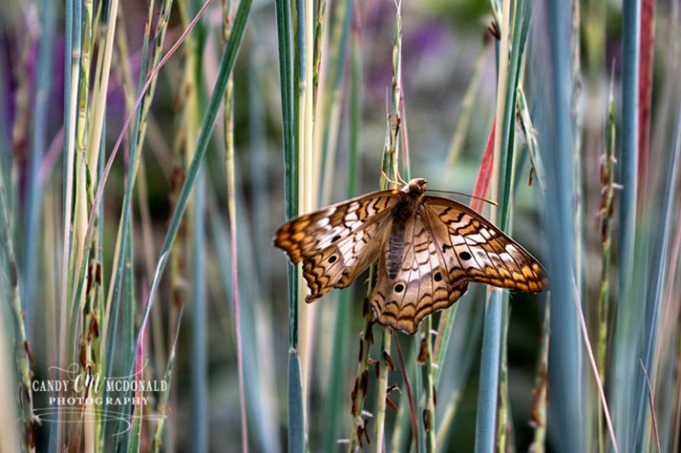 Butterfly exhibit DSC_0023