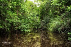 Reflection of trees in the Ogeechee River outside Savannah, GA
