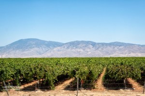 Vineyards in the Central Valley region of California