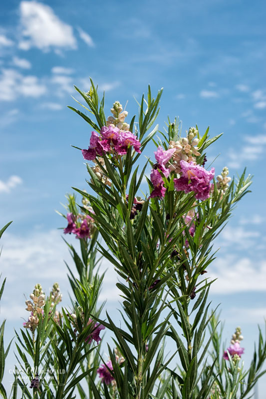 The pink bloom on a Desert Willow tree set against a blue sky