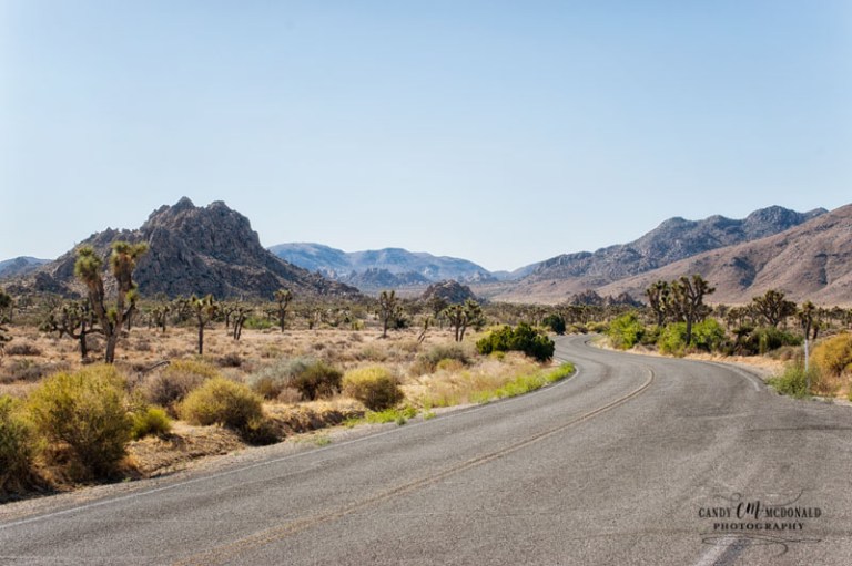 Joshua Tree DSC_0010