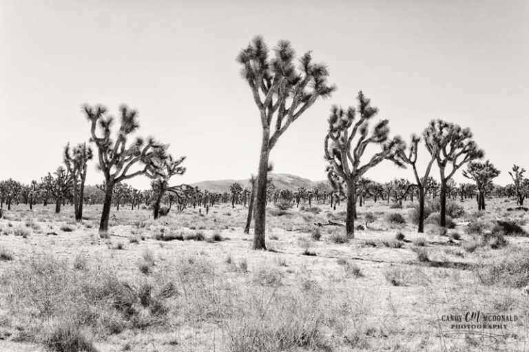 Joshua Tree DSC_0018_1