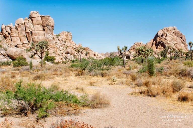Joshua Tree DSC_0028