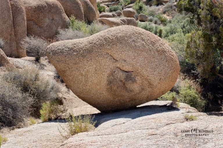 Joshua Tree DSC_0038
