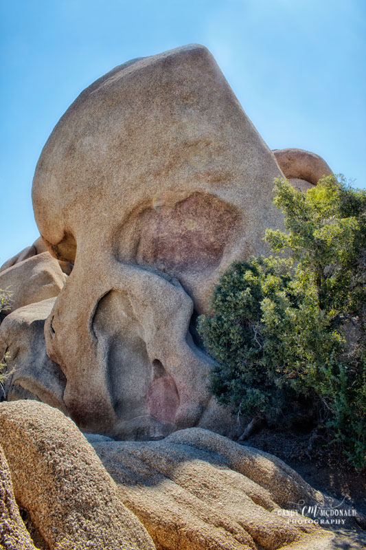 Joshua Tree DSC_0039