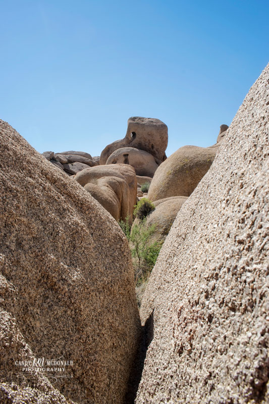 Joshua Tree DSC_0040