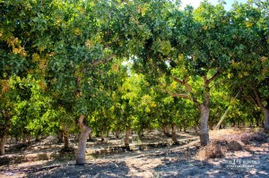 Grove of olive trees