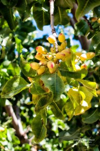 Olives growing on tree