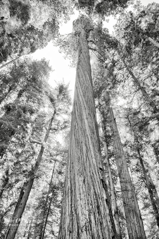 Twisted bark of redwood tree in black and white