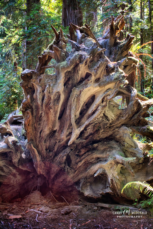 Roots of uprooted redwood tree in Stout’s Grove