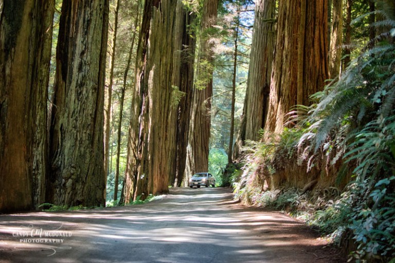 Howland Hill Road through redwood forest outside of Crescent City, CA