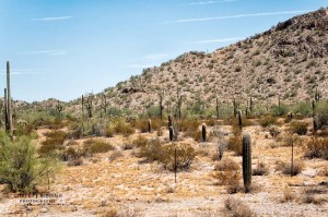 Saguaro in Sonoran National Monument just south of Phoenix