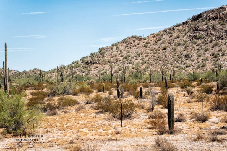 Saguaro in Sonoran National Monument just south of Phoenix