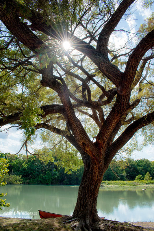 Sunbeams radiate from tree as it sets along the South Llano River