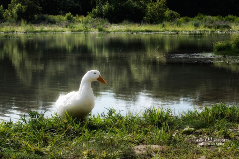 White duck sitting along the banks of the South Llano River