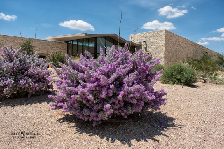 Beautiful Texas Ranger Purple Sage bush outside visitor center on I-10