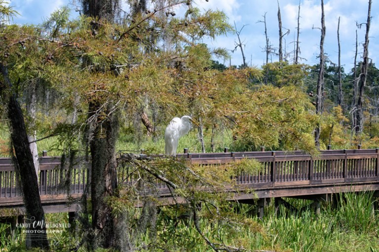 Texas Welcome Center Egret DSC_0017