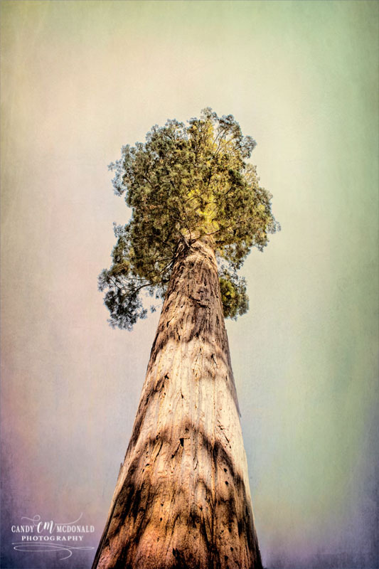 Sequoia perspective shift a little dingy DSC_0032